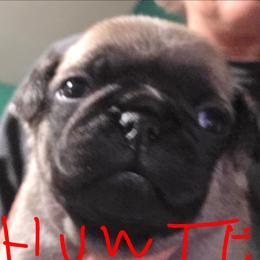 Hunter - Fawn male Pug puppy in Madera, California from Hills Pugs