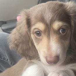 Dachshunds from Barrett’s Doxie Farm
