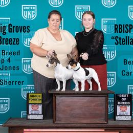 Teddy Roosevelt Terriers from The Oasis Teddy Roosevelt Terriers