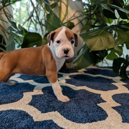 Blue - Fawn female Boxer puppy in Athens, Georgia from Classic City Boxers
