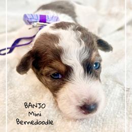 BANJO - Merle male Bernedoodle puppy in Houston, Texas from Pia’s Doodle Poodle Wag