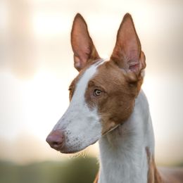 Koola - Ibizan Hound