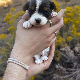Milo - Black tan and white male Biewer Terrier puppy in Mapleton, Utah from Biewer Bliss Kennel