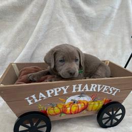 Silver green collar - Silver female Dilute Retriever puppy in Teton County, Montana from East Front Labradors & Treasure State Schnauzers