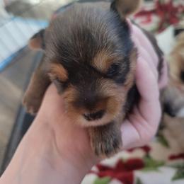 Cayenne - Chocolate, tan and white female Yorkshire Terrier puppy in San Angelo, Texas from Eleventyseven Yorkies