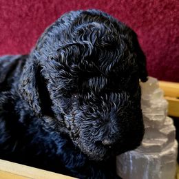 Jax - Black female Poodle puppy in Pinedale, Wyoming from Courey's Poodles
