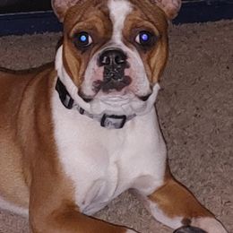 Buford - Boston Terrier