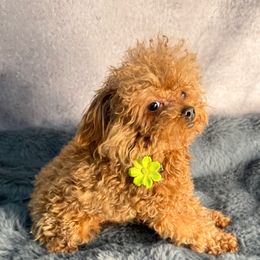 Yoom Asian - Apricot male Poodle puppy in California from Yorkie & Maltese Royalty