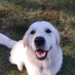 Golden Retriever Puppies from Panhandle PawsNClaws