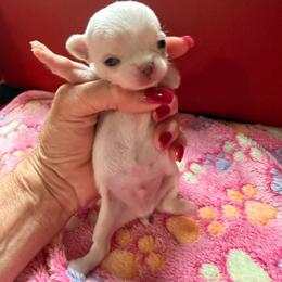 Mario - White male Chihuahua puppy in Dime Box, Texas from Color Me Crazy Chihuahuas
