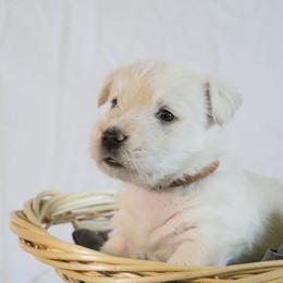 Scottish Terrier Puppies from Rainier Scotties