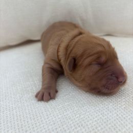 Chestnut - Dark golden male Golden Retriever puppy in Alliance, Ohio from Mount Olive Doodles