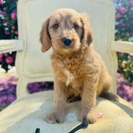 Black collar - Red  male Goldendoodle puppy in Valdosta, Georgia from Fifth Day Farm