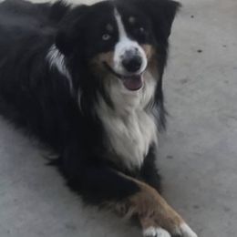 Miniature Australian Shepherds from CenCal Mini Aussies