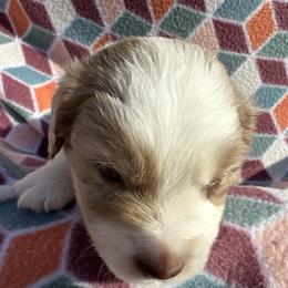 Miniature Australian Shepherd Puppies from R&R Mini Aussies