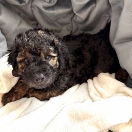 Rubble - Phantom male Goldendoodle puppy in Fairwood, Washington from Goldendoodles on the Prairie