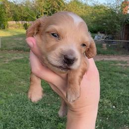 Mordecai - Cream male Dachshund puppy in Burleson, Texas from Sarah’s Dachshies