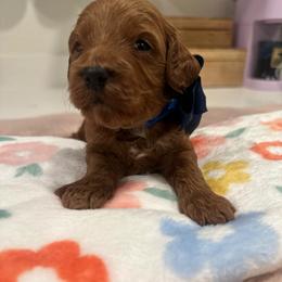Wolfie - Red  male Goldendoodle puppy in Shingle Springs, California from Creamy Retrievers