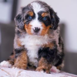 Doc - Merle male Bernedoodle puppy in Dundee, Ohio from Down Home Doodle