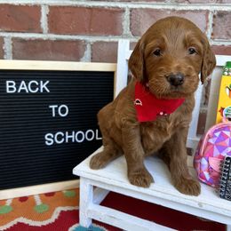 Bernedoodle and Goldendoodle Puppies from Ruby's Doodles