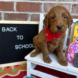 Bernedoodle and Goldendoodle Puppies from Ruby's Doodles