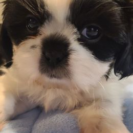 Puppy 2 - Tricolor male Shih Tzu puppy in Belleville, Michigan from Patricia's Heavenly Earth Angels