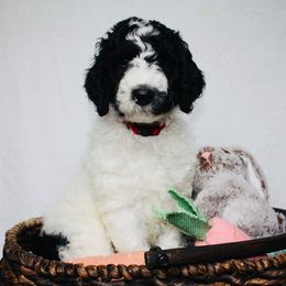 French Bulldog and Goldendoodle Puppies from J&M Pawesome Puppies