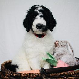 French Bulldog and Goldendoodle Puppies from J&M Pawesome Puppies