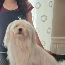 Maltese from Amanda's Sugar Sweet Puppies