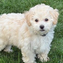 Maltipoo puppies from Dawn's Maltipoos