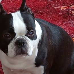 Freya - Boston Terrier