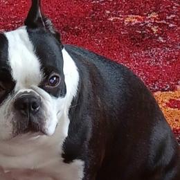 Freya - Boston Terrier