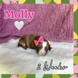 Molly - Red female Cavapoo puppy in Runaway Bay, Texas from Green Ranch Doodles