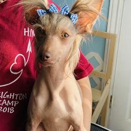Amber - Chinese Crested