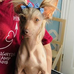Amber - Chinese Crested