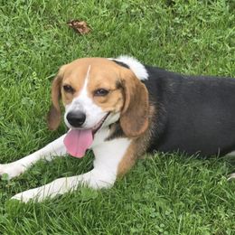 Beagles from Tracker sky beagles