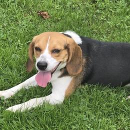 Beagles from Tracker sky beagles