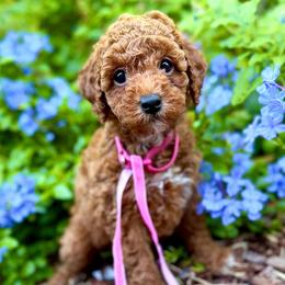 TOY Lisa - Red  female Goldendoodle puppy in North Port, Florida from Paradise Coast Doodles
