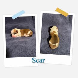 Scar - White and red male Pembroke Welsh Corgi puppy in Athens, Alabama from Southern Sass Corgis