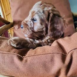 Harley - Red male Cavapoo puppy in Bozeman, Montana from Montana Cavapoo