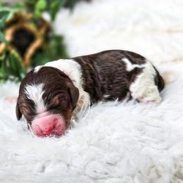 Tumnus - Brown and white male Bernedoodle puppy in Gaylord, Michigan from Dog Mom Co. Doodles