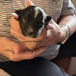 Jace - Black male Havanese puppy in Hudson, New York from Havanese of Claverack and Hudson Valley Labradors