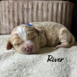 Boy 1 - male Cavapoo puppy in Oklahoma from Rocky Oak Cavaliers & Biewer Terriers LLC