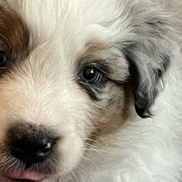 Dewey - Blue merle Australian Shepherd puppy in Martha’s Vineyard, Massachusetts from Cranberry Hill Aussies