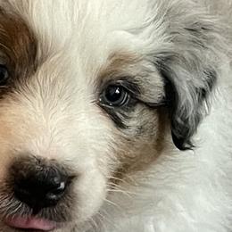 Dewey - Blue merle Australian Shepherd puppy in Martha’s Vineyard, Massachusetts from Cranberry Hill Aussies