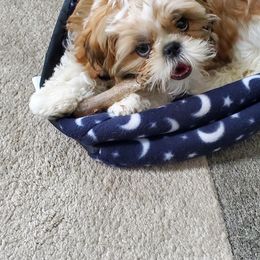 Shih Tzu Puppies from Meihem Pups