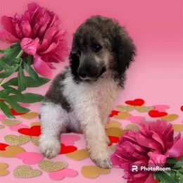 Poodle Puppies from Paddock's Purebred Poodles