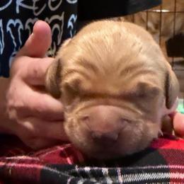 Raider - Dark golden male Golden Retriever puppy in Sandy, Oregon from Treasured K-9s