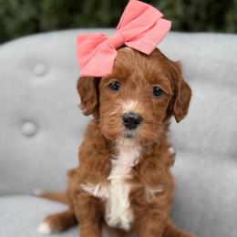 Joan - Red  female Goldendoodle puppy in Queen Creek, Arizona from Goldendoodle AZ