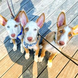 Ibizan Hound Puppies from Altamira Wire Ibizan Hounds